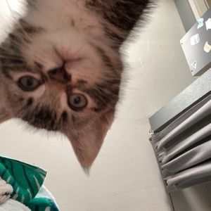 Meet your Posher, Lilly